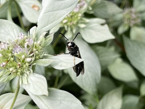Fraternal Potter Wasp