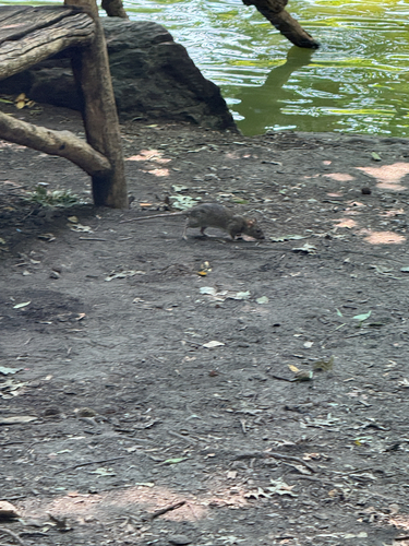 Rat photographed near here on 2026-07-26