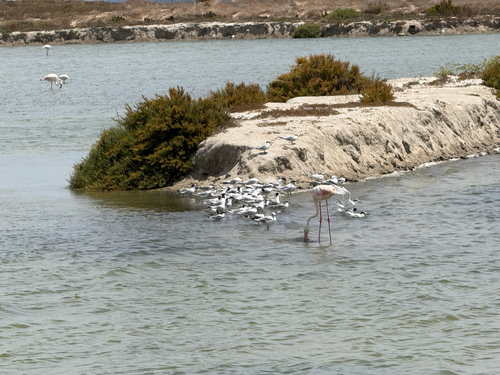 iNaturalist image