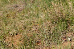 Boechera austromontana