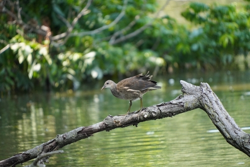 iNaturalist image