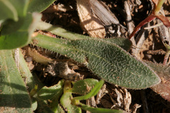 Boechera austromontana