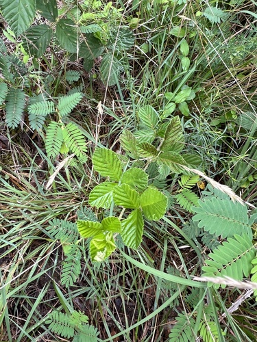 Rubus cuneifolius, photograph 5