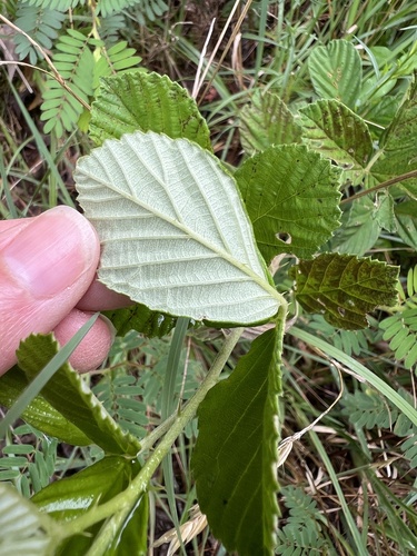 Rubus cuneifolius, photograph 6