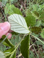 Rubus cuneifolius, photograph (c) Anne Parker, some rights reserved (CC BY)