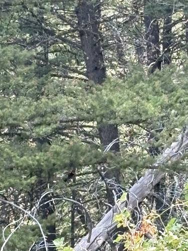 Western Tanager