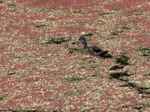 Wood Duck
