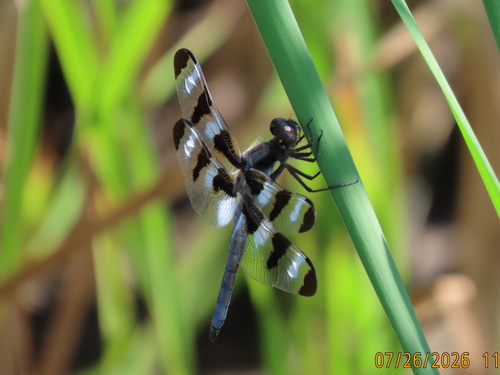 Twelve-spotted Skimmer