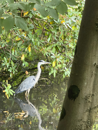 iNaturalist image