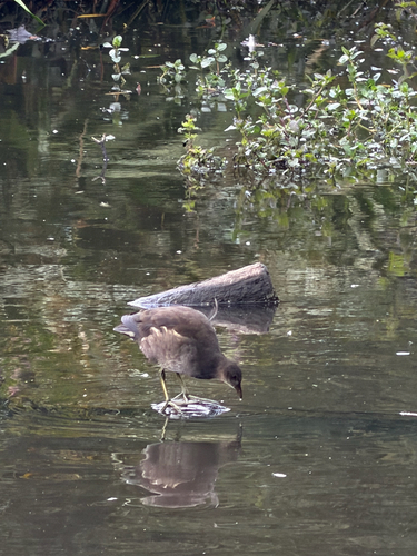 iNaturalist image