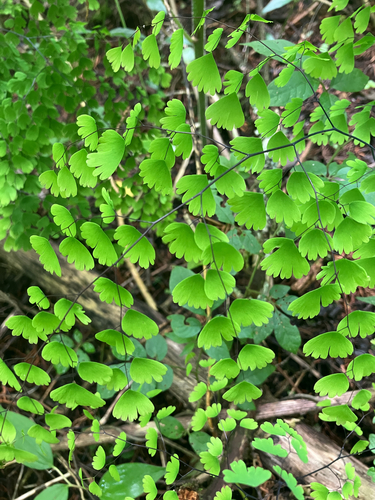 Adiantum andicola