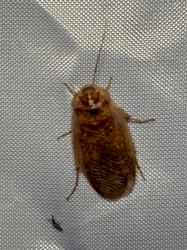 Boll’s Sandroach