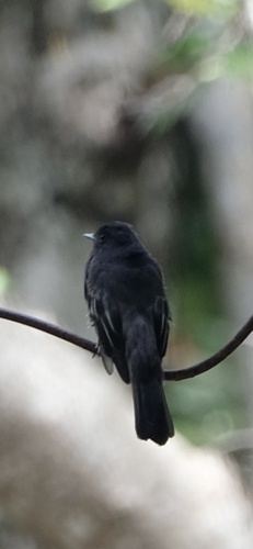Black Phoebe