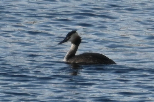 iNaturalist image