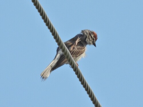 Chipping Sparrow