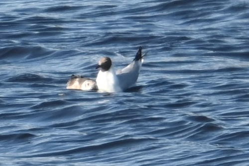 iNaturalist image