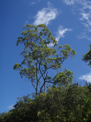 Sideroxylon borbonicum