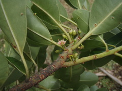 Sideroxylon borbonicum