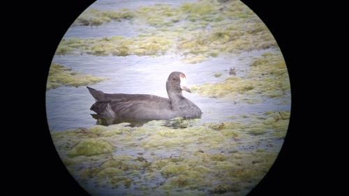 American Coot