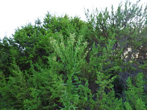 Horseweed
