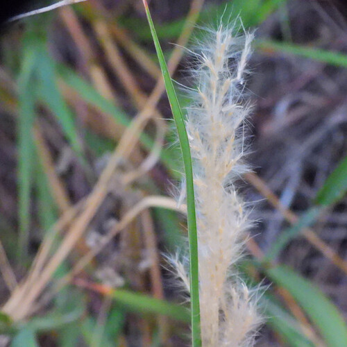 Silver Bluestem