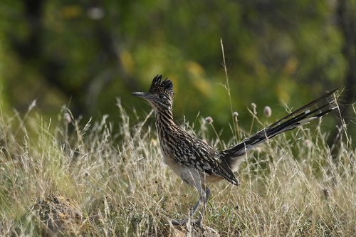 Greater Roadrunner