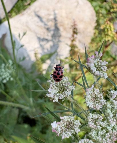 Spotted Pink Lady Beetle
