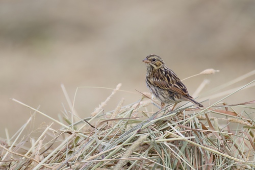Savannah Sparrow