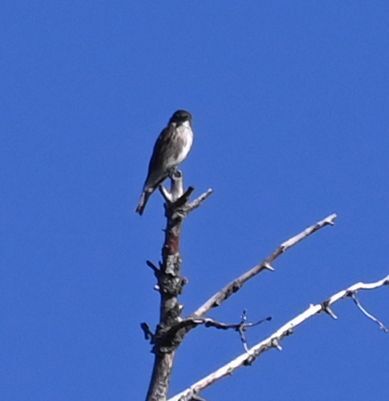Olive-sided Flycatcher