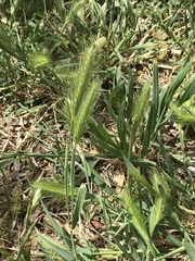 Hordeum jubatum
