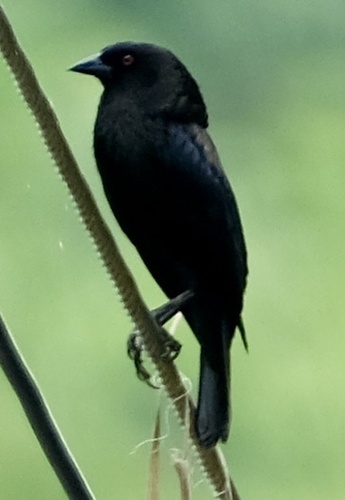 Bronzed Cowbird