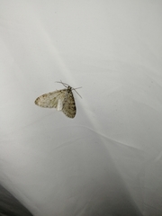 Trichopteryx carpinata