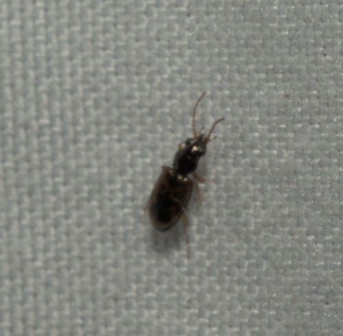 Bembidion impotens
