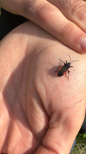 Largus rufipennis