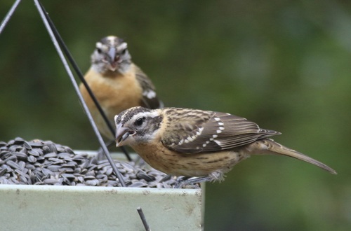 Black-headed Grosbeak