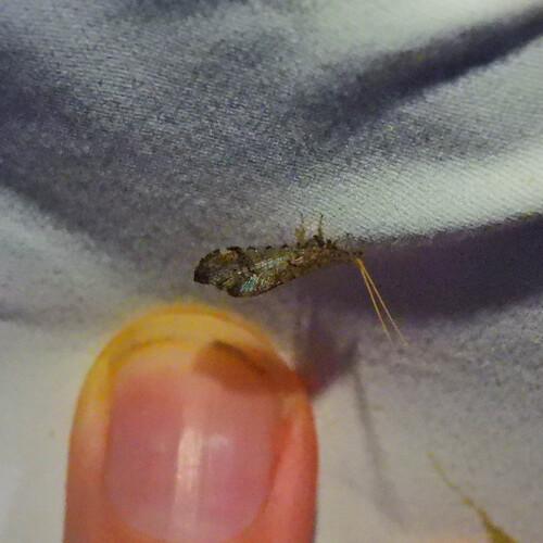 Nearctic Beaded Lacewings