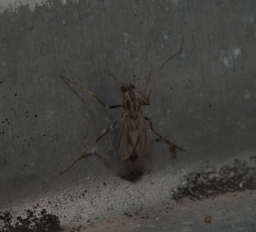 Chironomus decorus