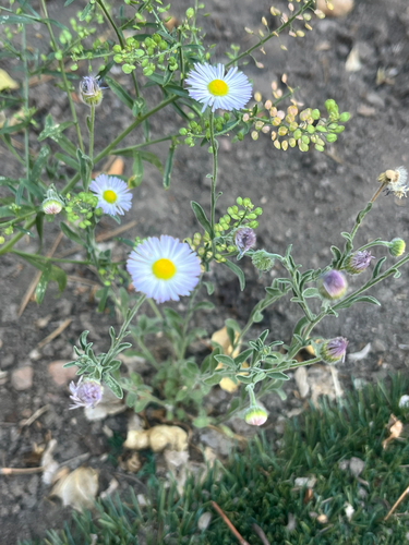spreading fleabane