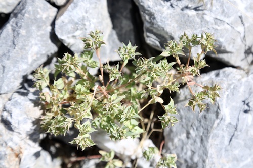 Euphorbia falcata, photograph 2