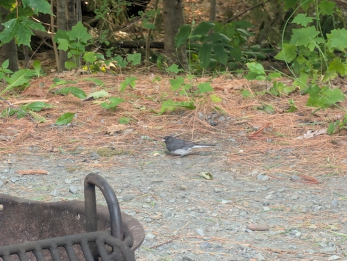 Dark-eyed Junco
