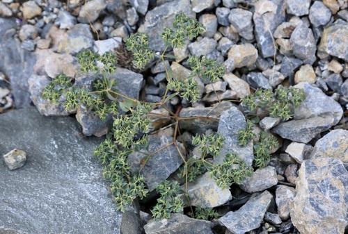 Euphorbia falcata, photograph 1