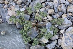 (c) Dr. Alexey Yakovlev, some rights reserved (CC BY) Euphorbia falcata, photograph (c) Dr. Alexey Yakovlev, some rights reserved (CC BY)