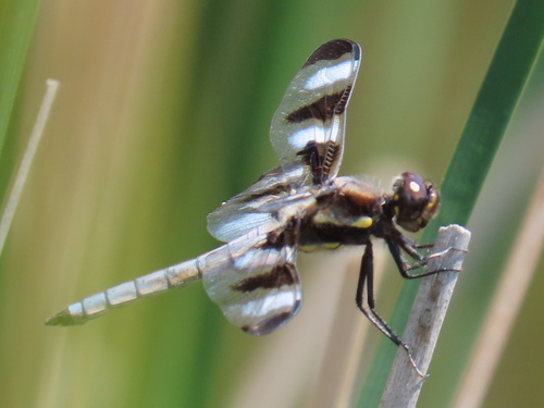 Twelve-spotted Skimmer