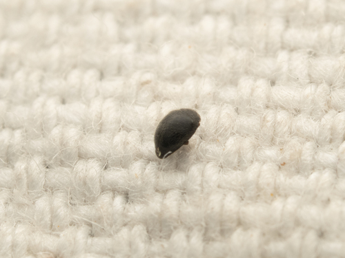 Stethorus