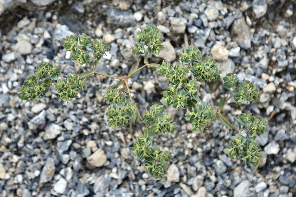 Euphorbia falcata; photograph (c) Dr. Alexey Yakovlev, some rights reserved (CC BY)