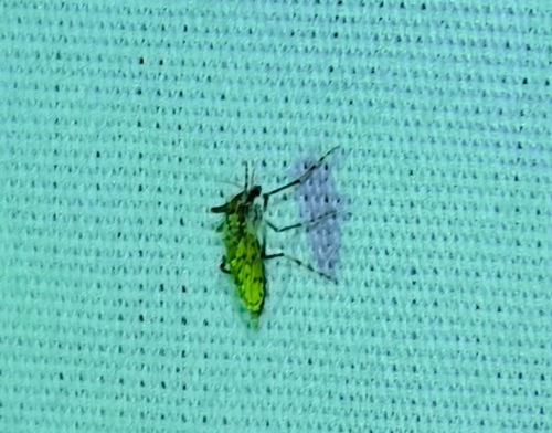 Chaoborus punctipennis