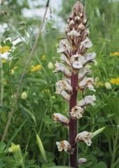 Orobanche crenata
