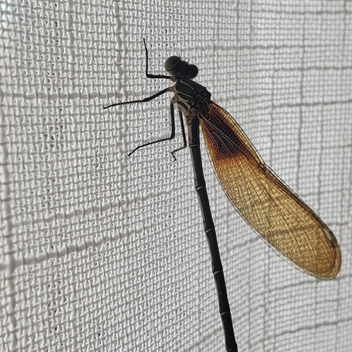 American Rubyspot