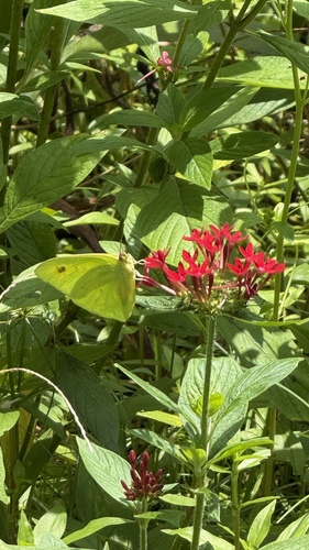 Cloudless Sulphur