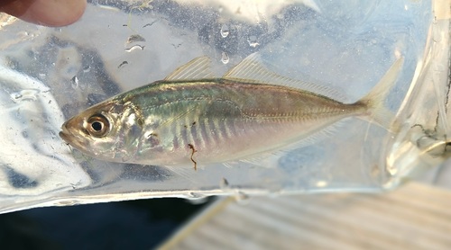 Rough scad (Trachurus lathami) — Carangidae — 5